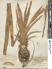 Ananas comosus image