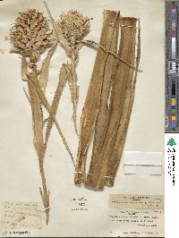 Ananas macrodontes image