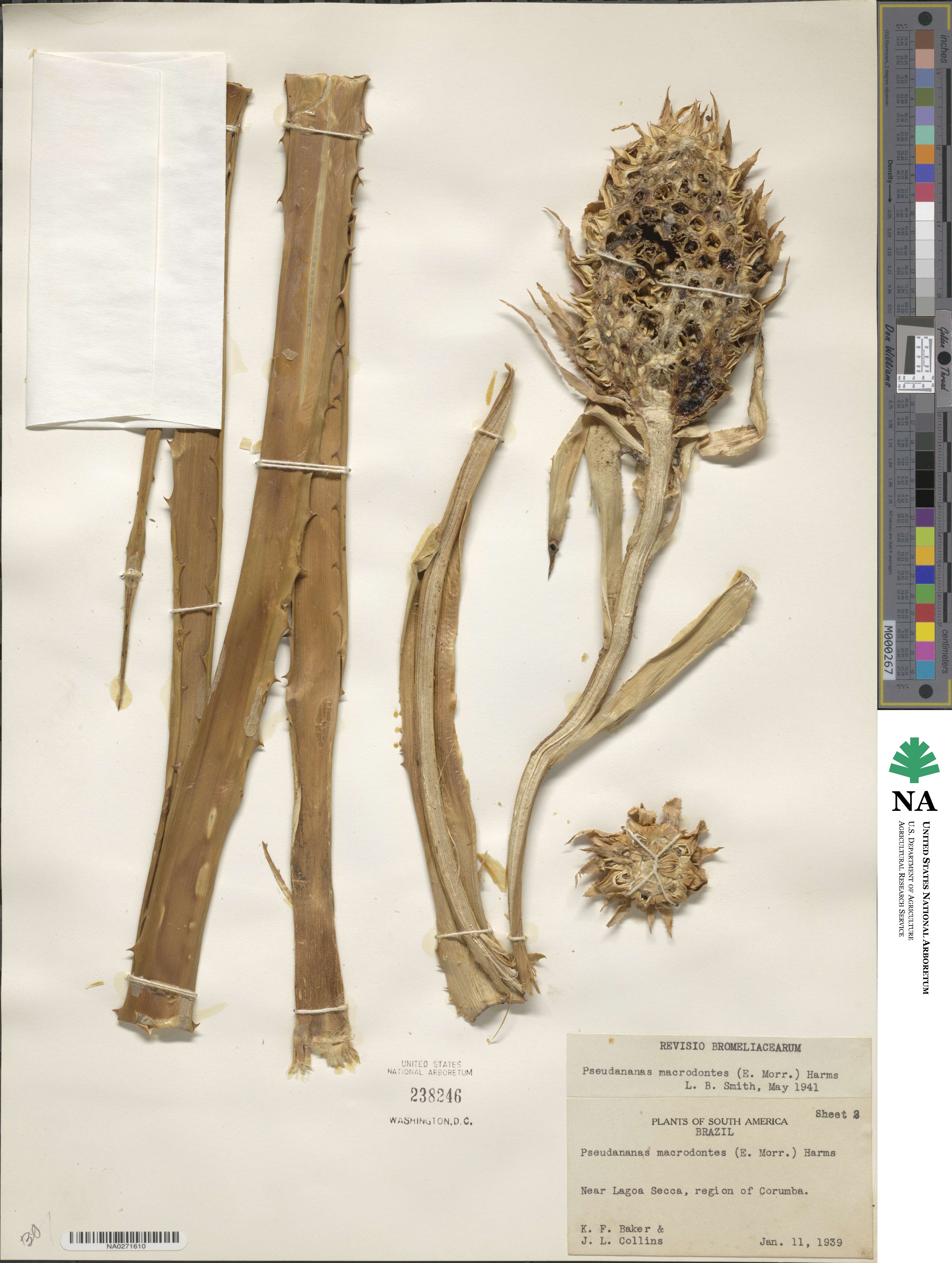 Ananas macrodontes image