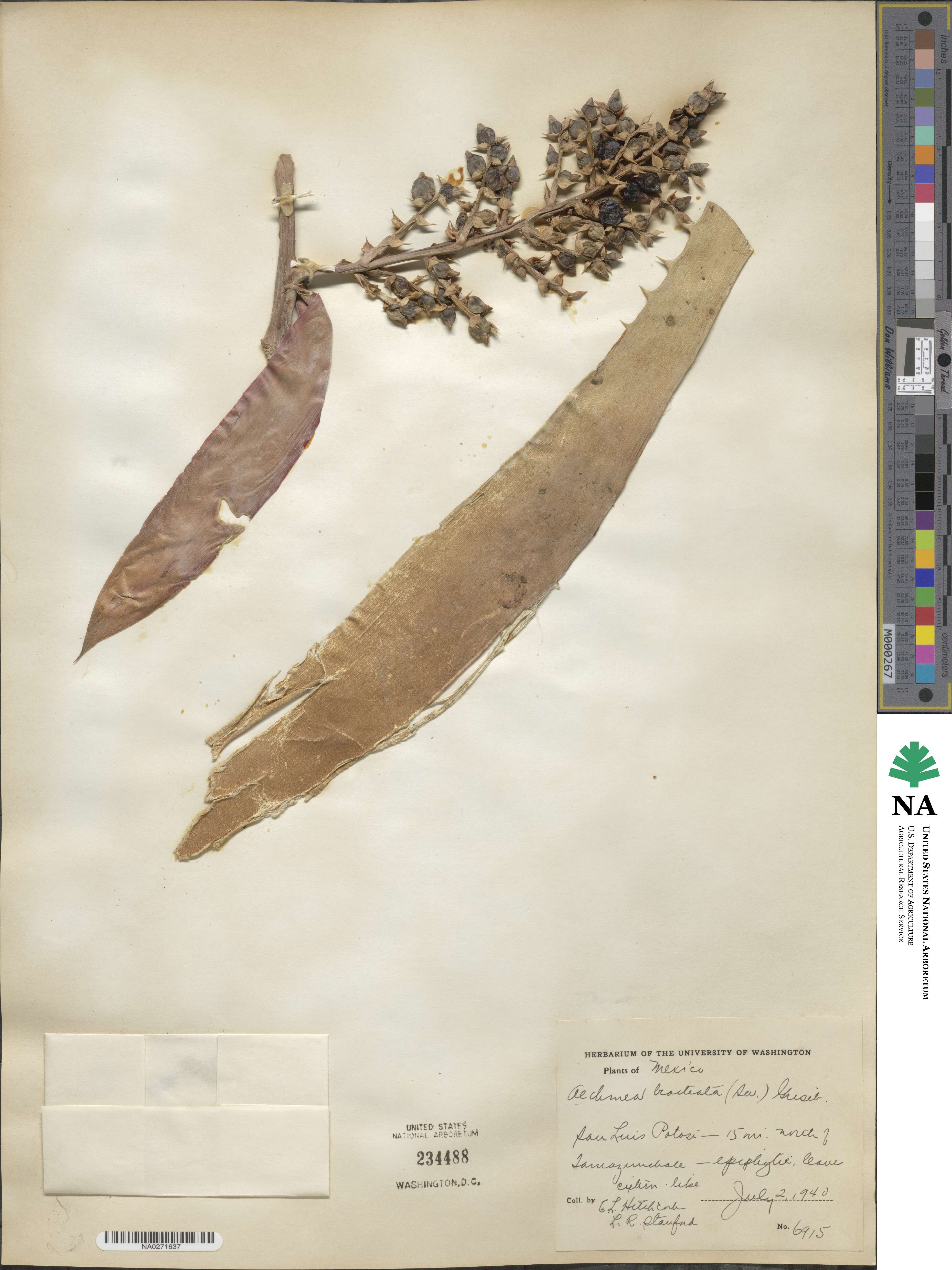 Aechmea bracteata image