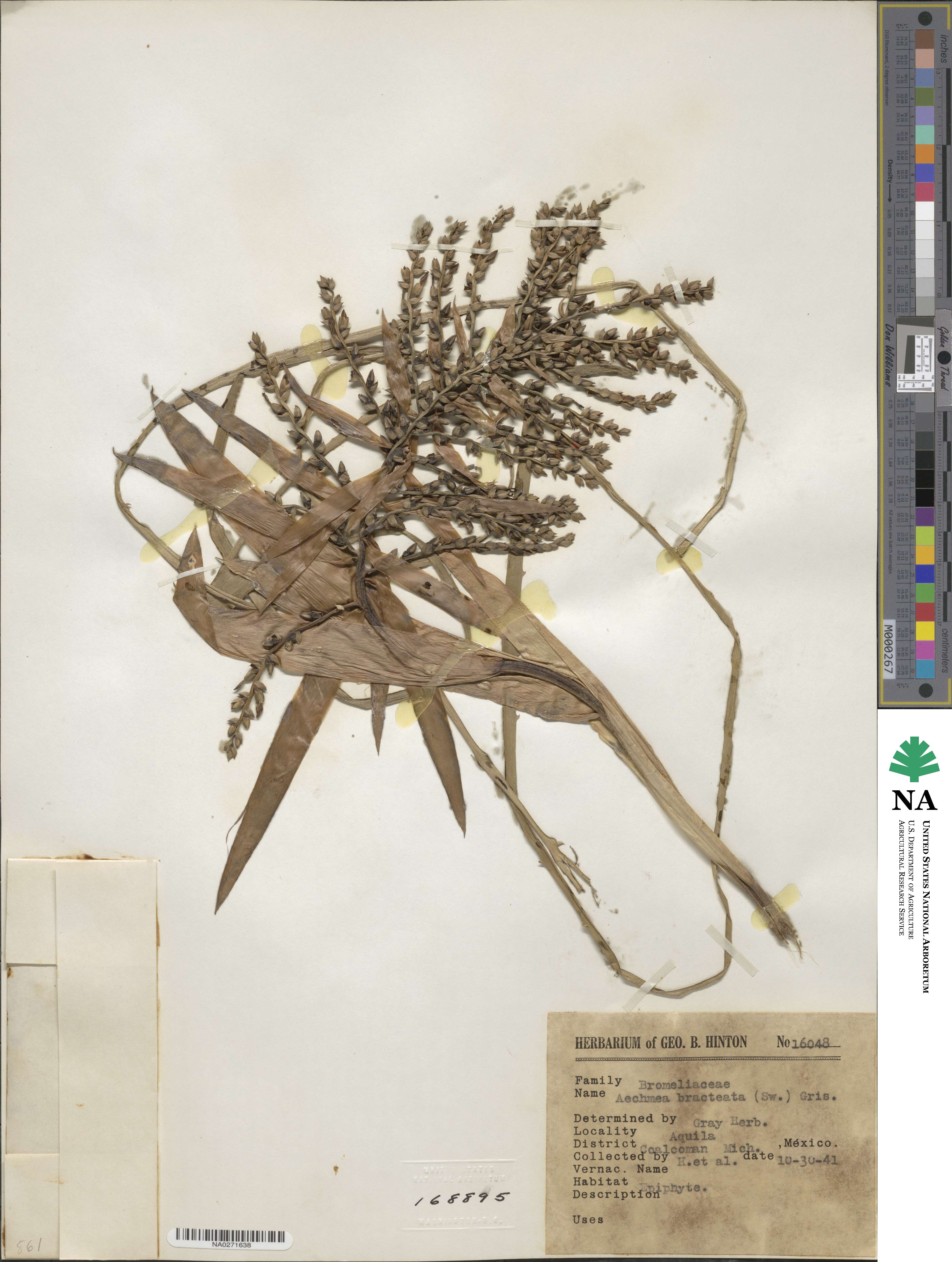 Aechmea bracteata image