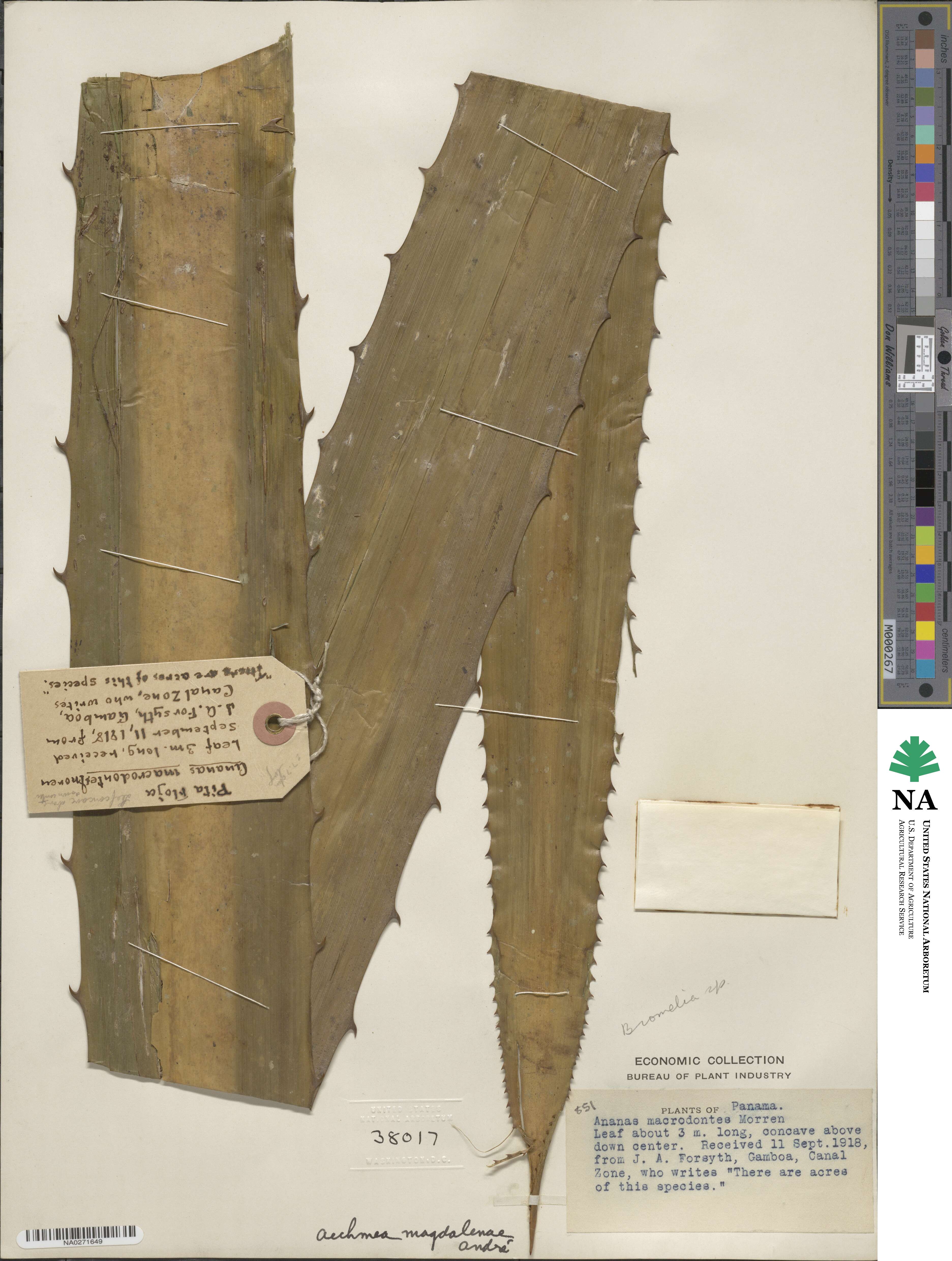 Aechmea magdalenae image