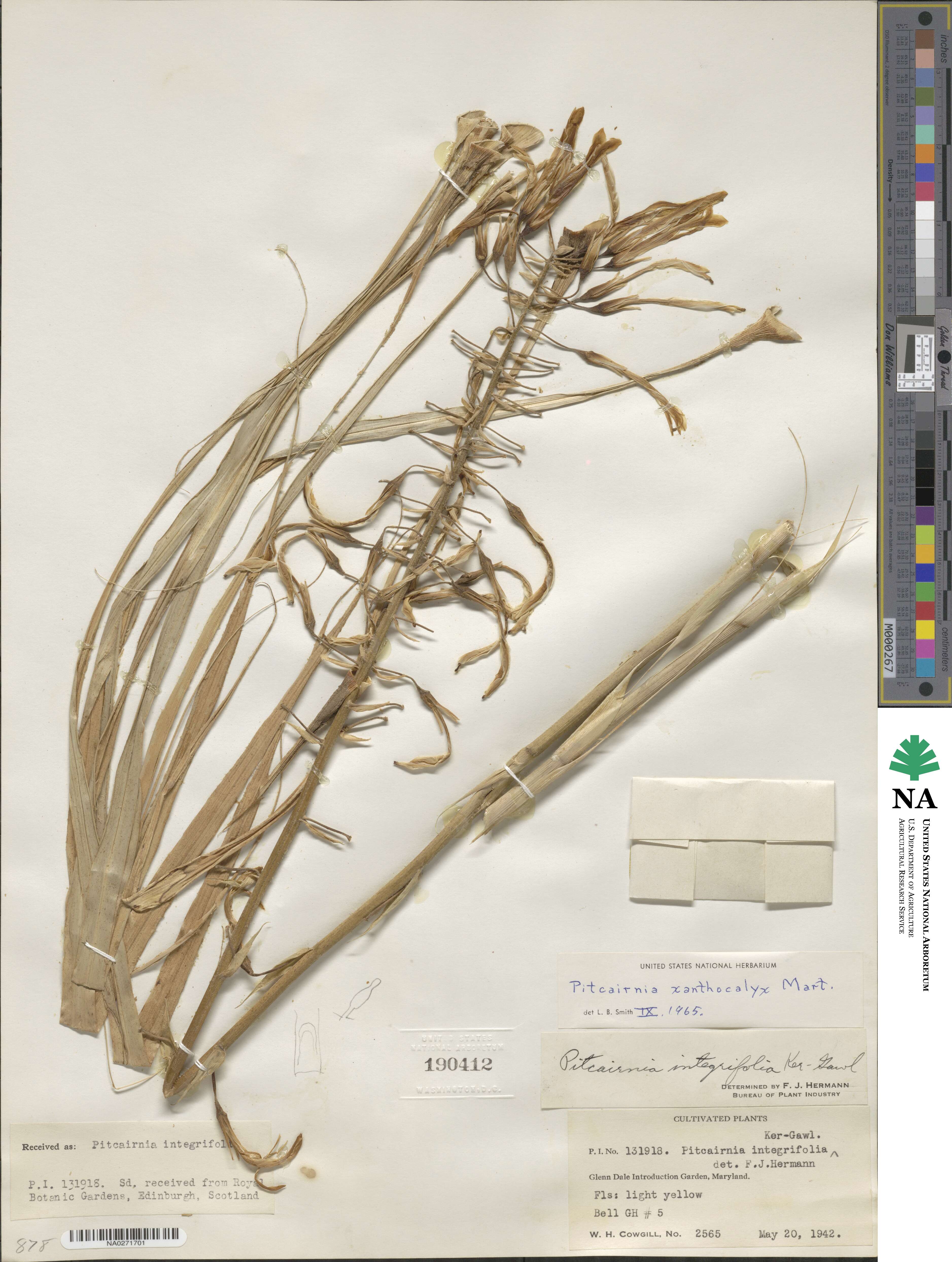 Pitcairnia xanthocalyx image