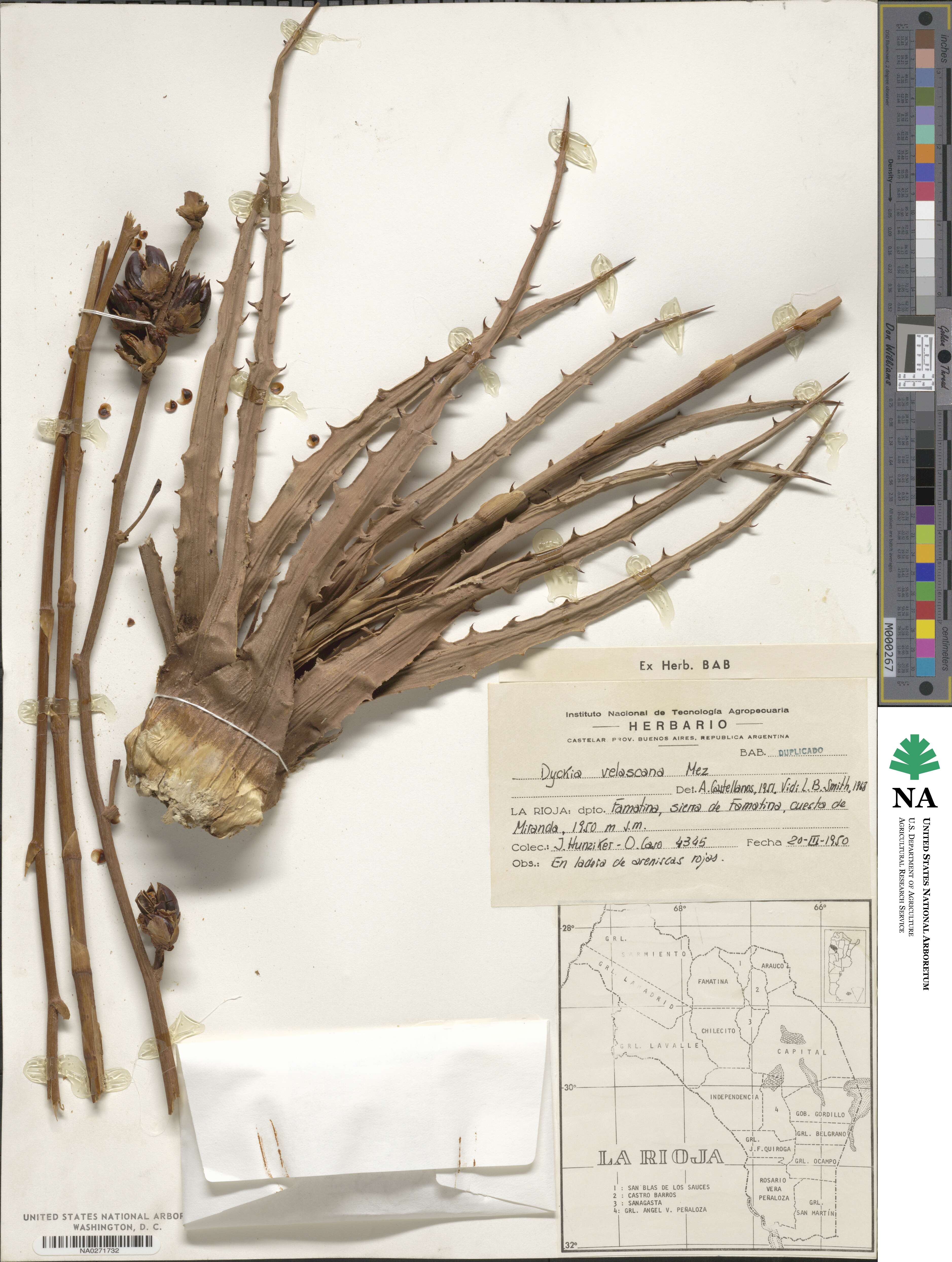 Dyckia velascana image