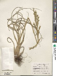 Tillandsia balbisiana image