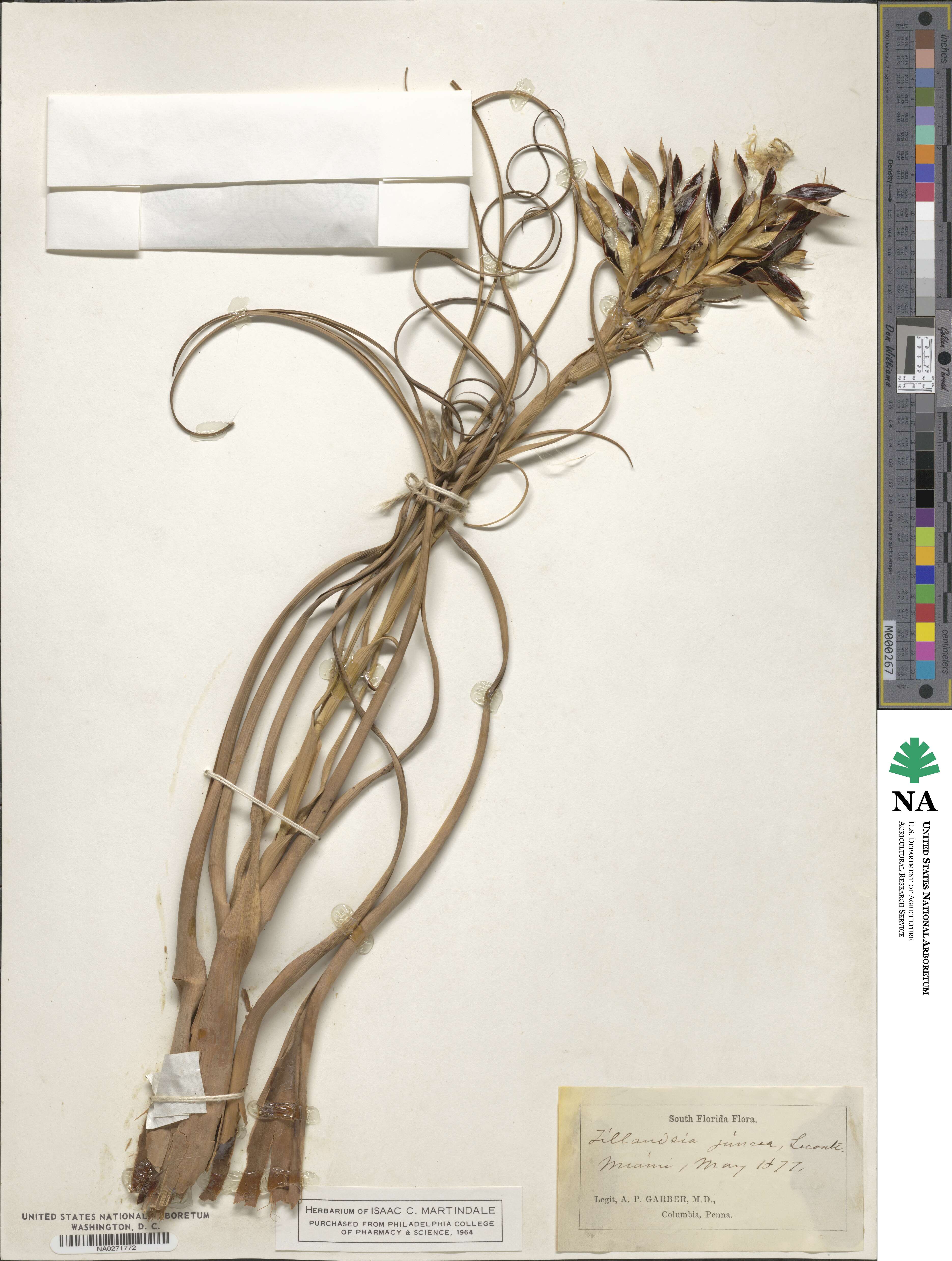 Tillandsia balbisiana image