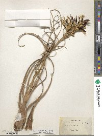 Tillandsia balbisiana image