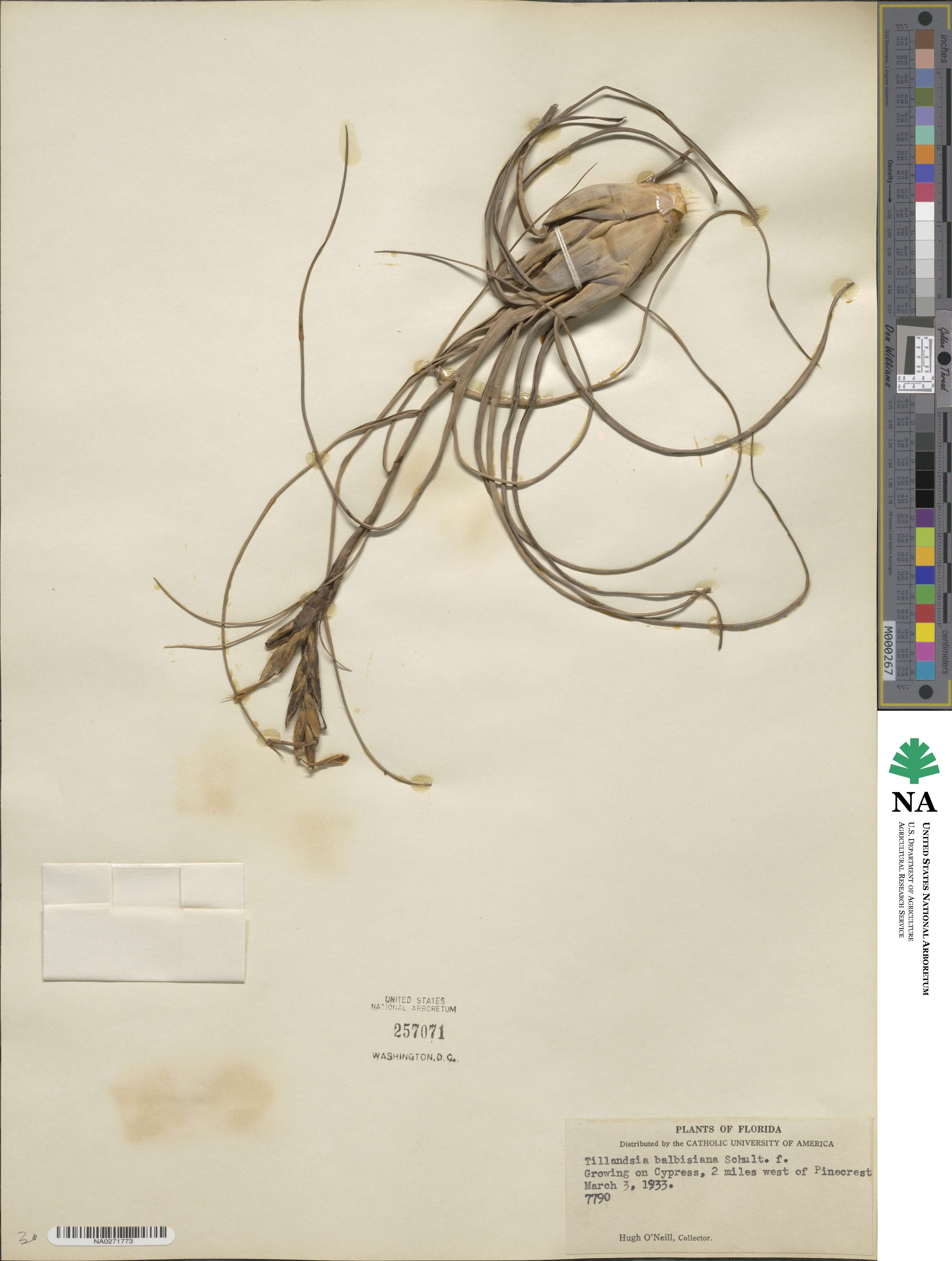 Tillandsia balbisiana image