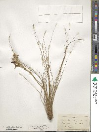 Tillandsia caespitosa image