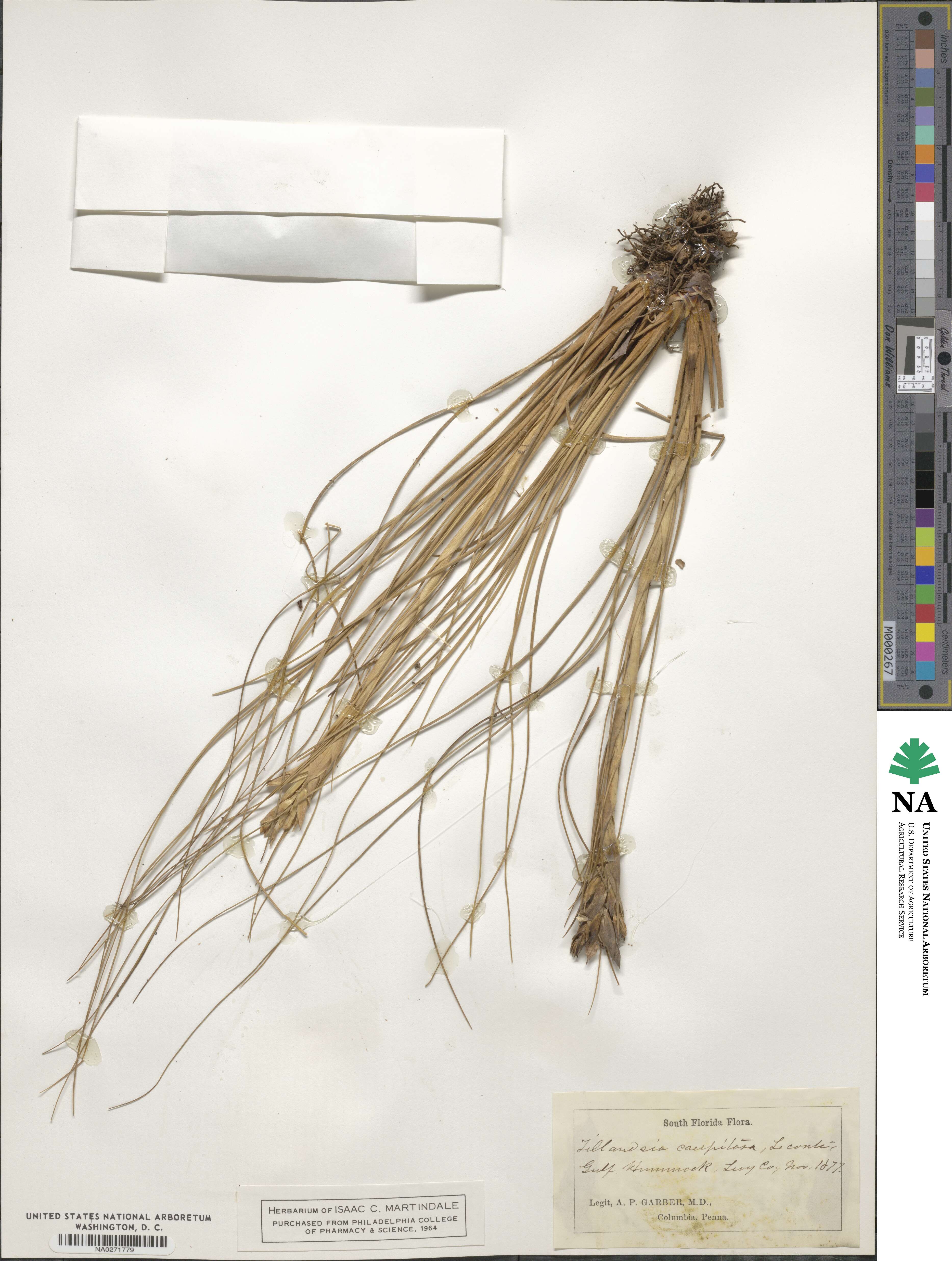 Tillandsia caespitosa image