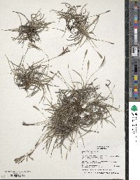 Tillandsia recurvata image