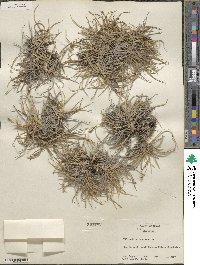 Tillandsia recurvata image