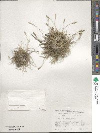 Tillandsia recurvata image