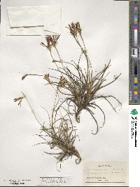 Tillandsia recurvata image