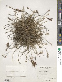 Tillandsia recurvata image