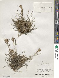 Tillandsia recurvata image