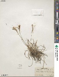 Tillandsia recurvata image