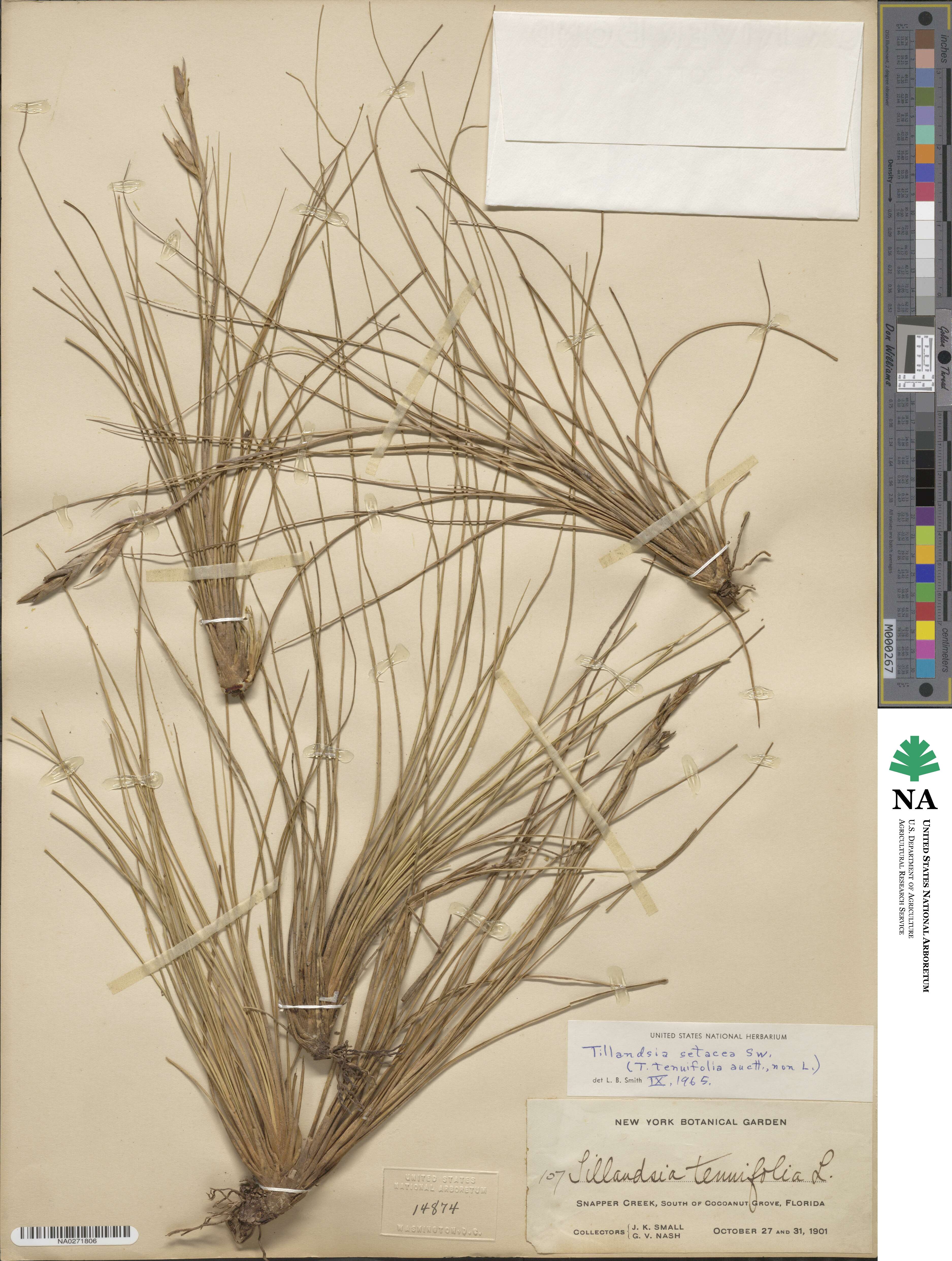 Tillandsia image