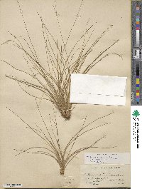 Tillandsia setacea image