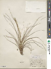 Tillandsia setacea image