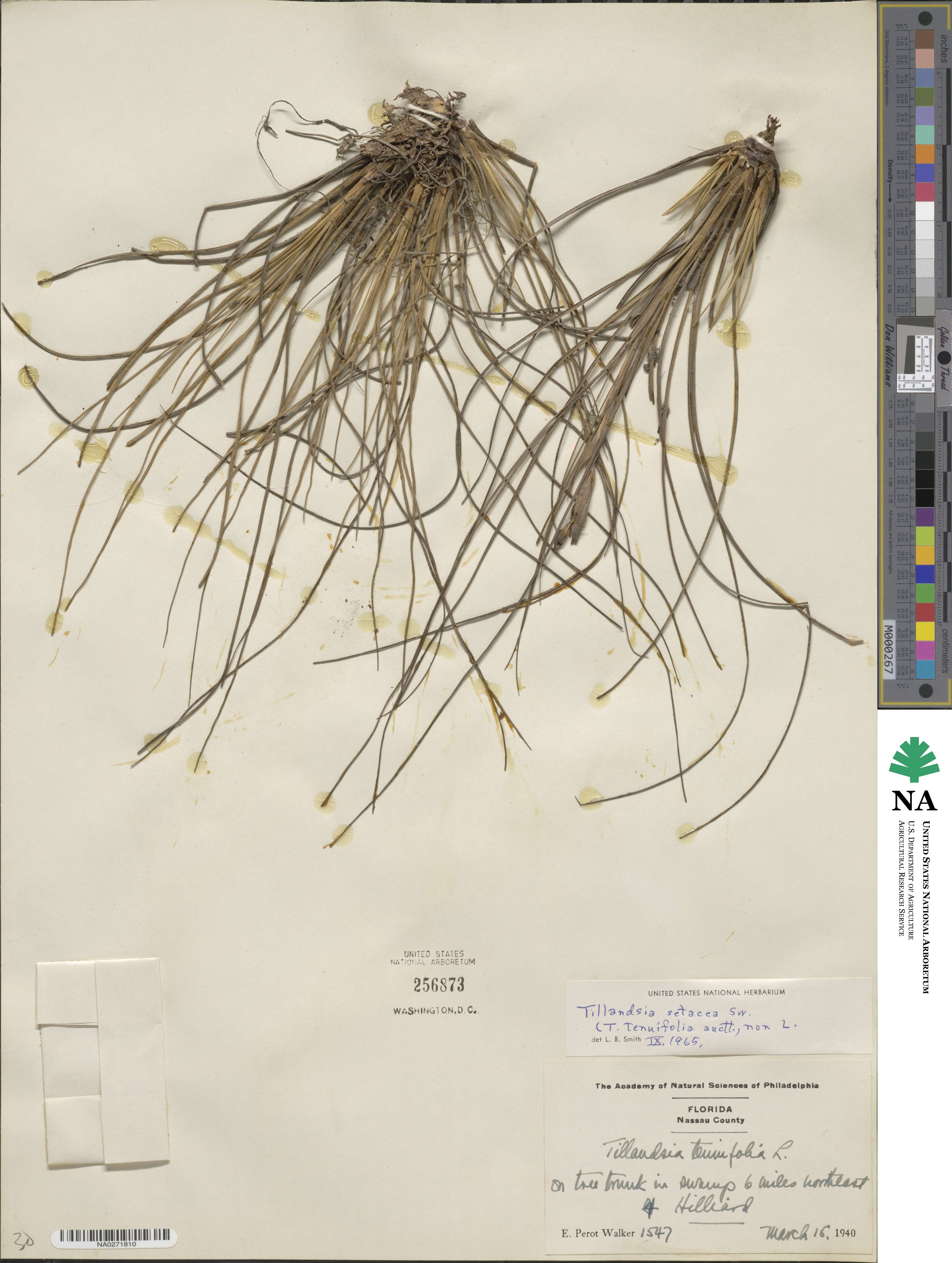 Tillandsia setacea image