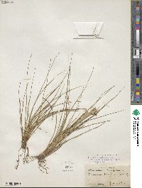 Tillandsia setacea image