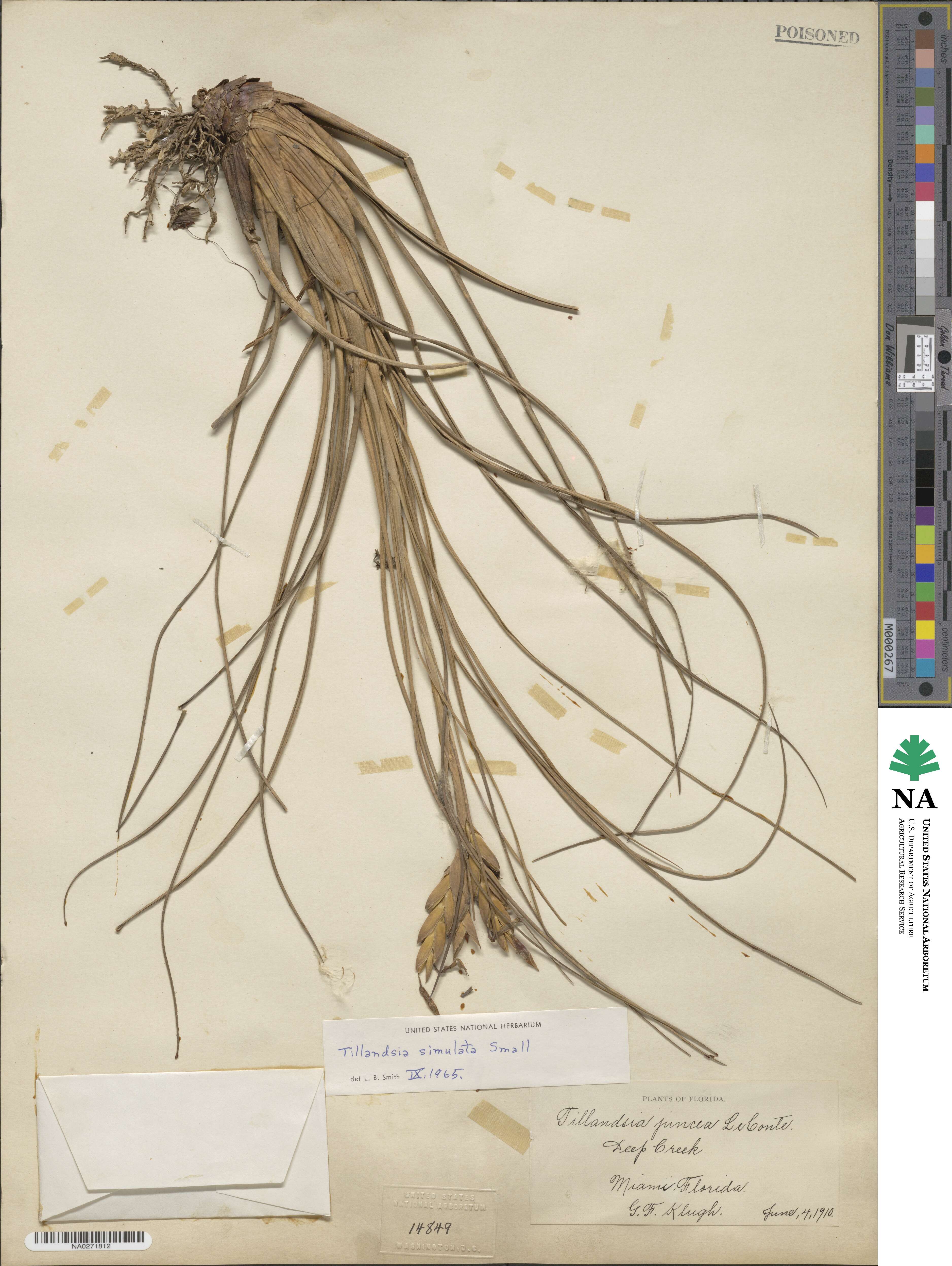 Tillandsia simulata image