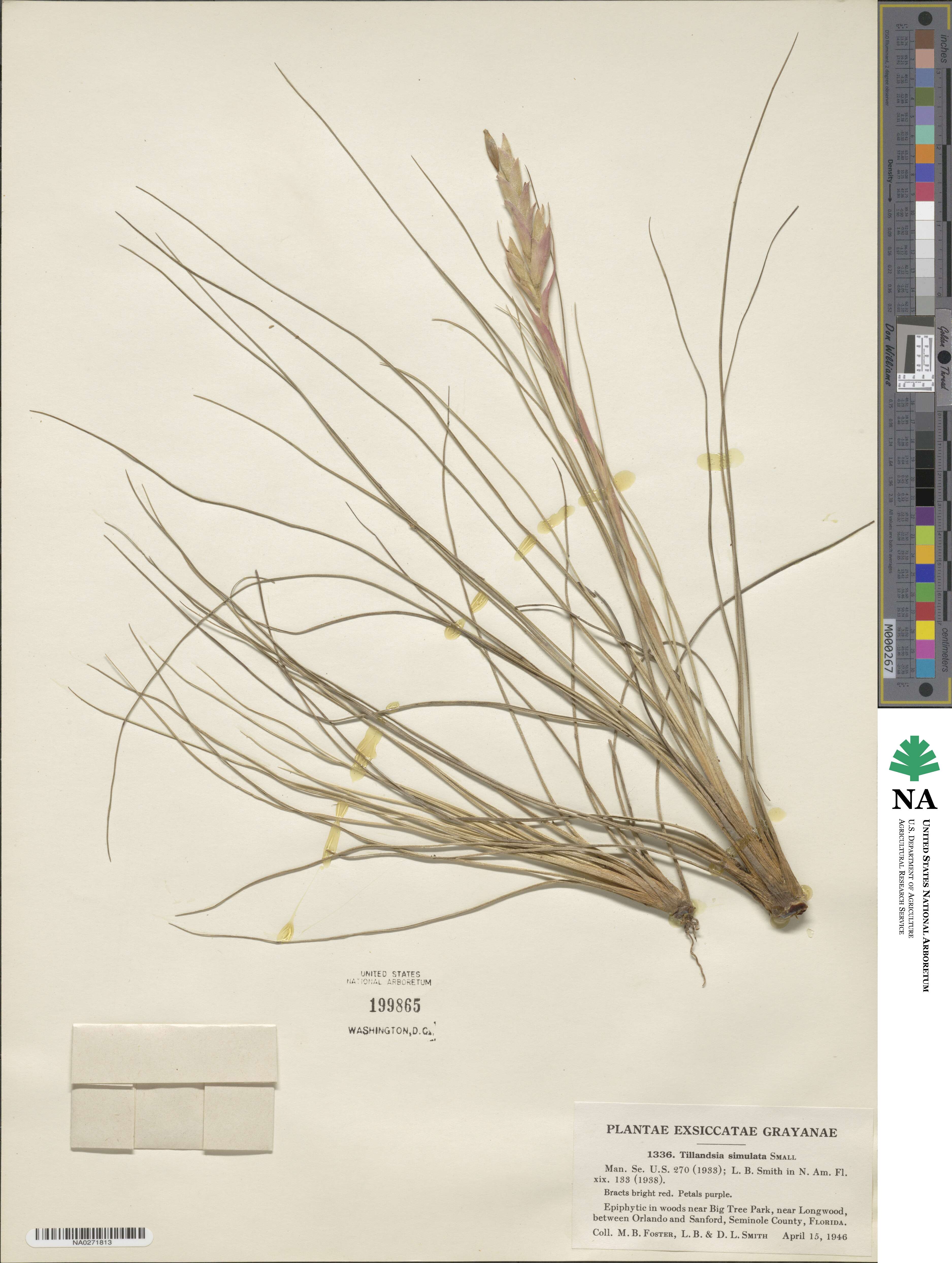 Tillandsia simulata image