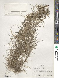 Tillandsia usneoides image