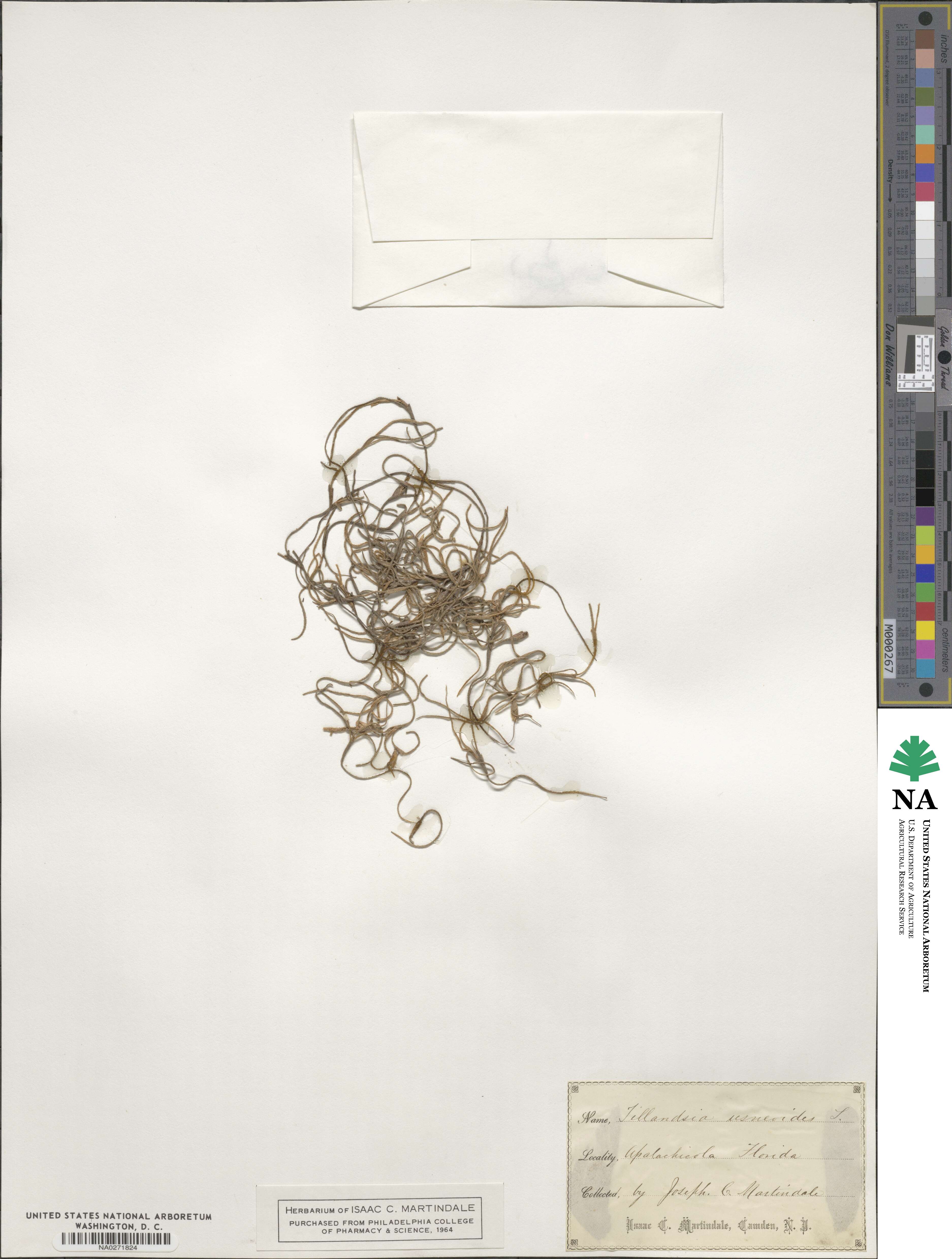 Tillandsia usneoides image