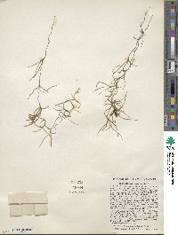 Tillandsia usneoides image