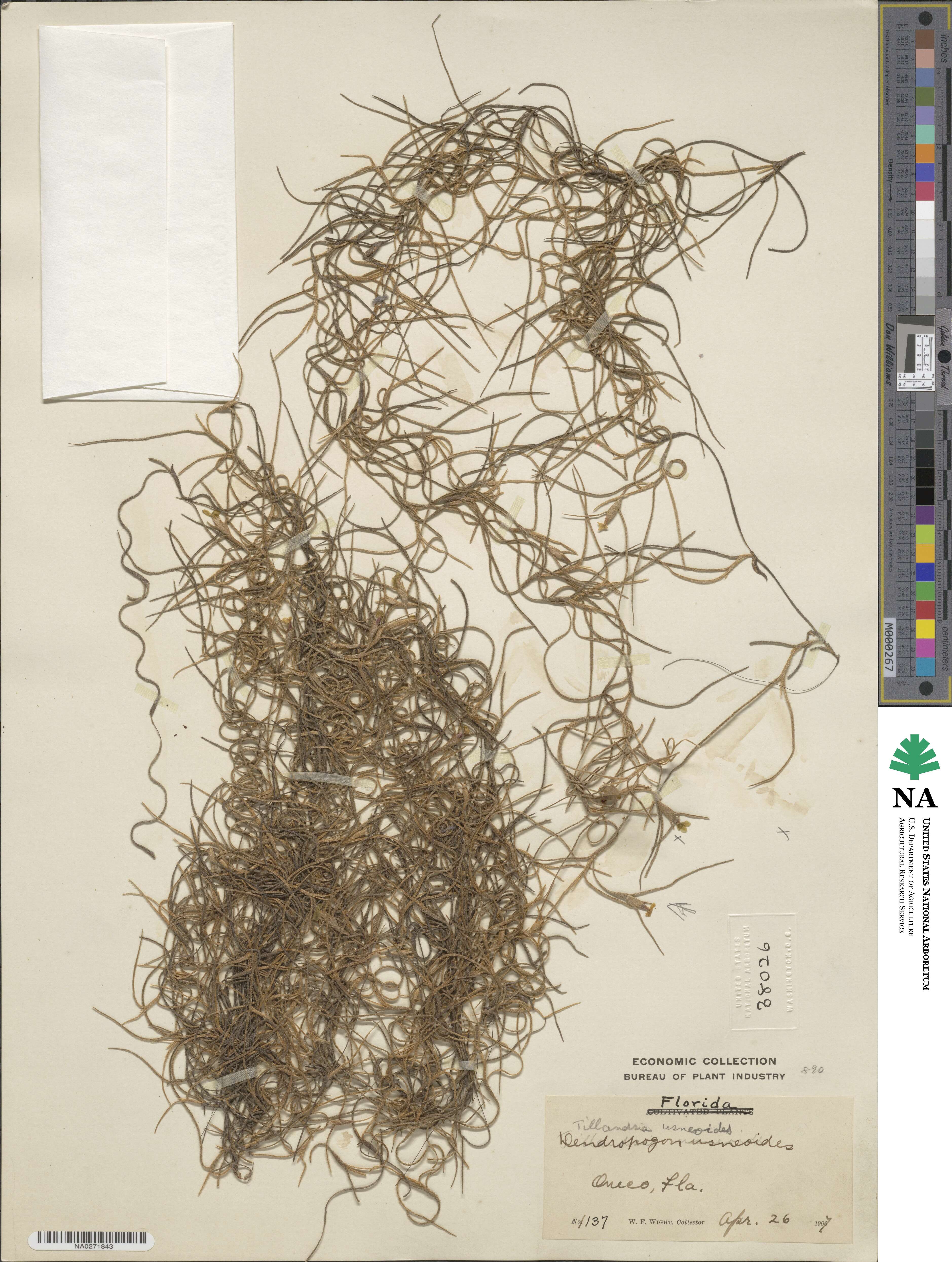 Tillandsia usneoides image