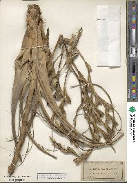 Tillandsia utriculata image