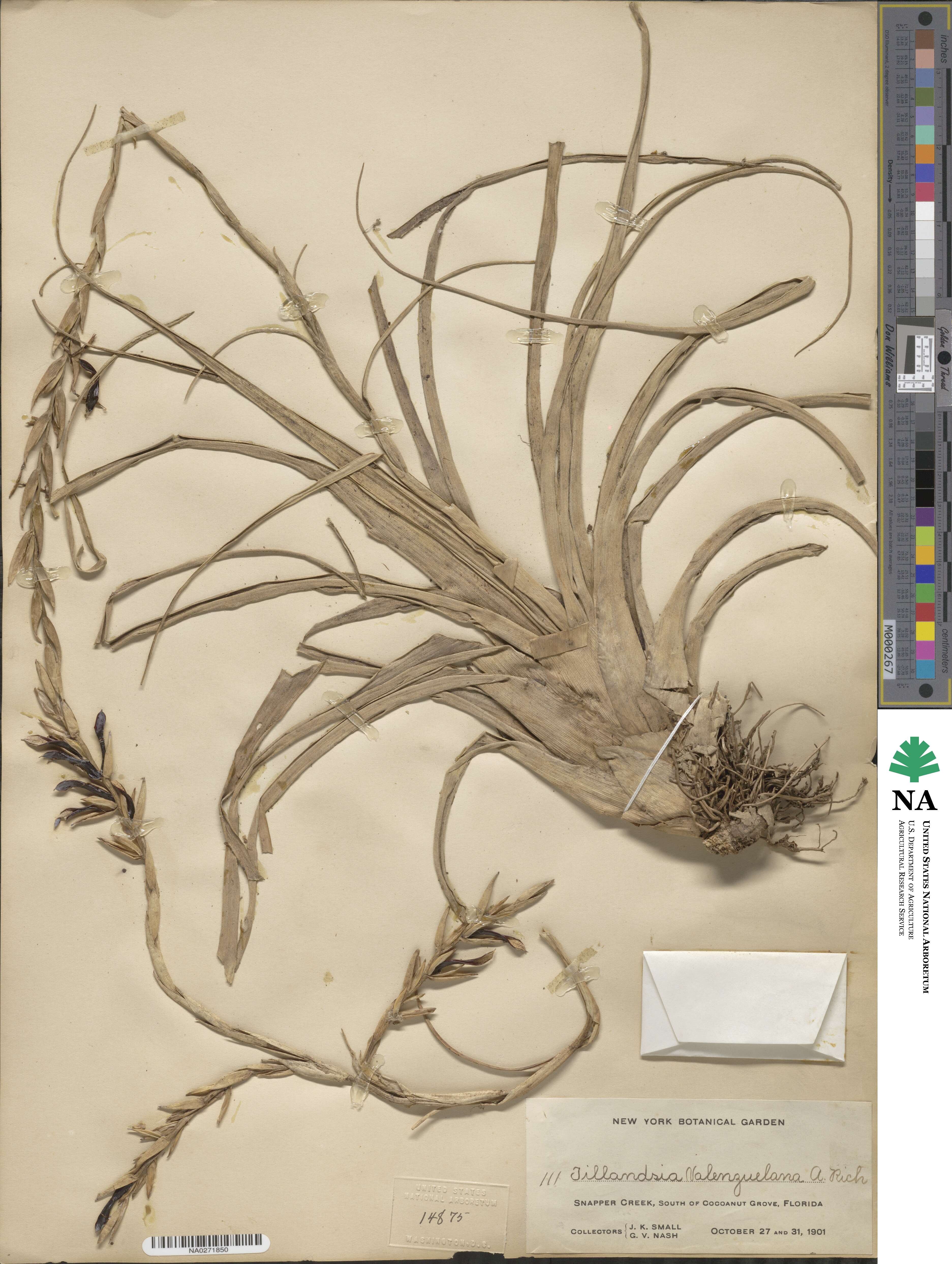 Tillandsia variabilis image