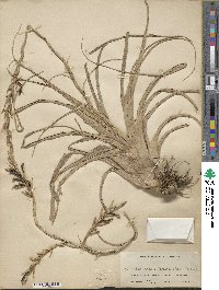 Tillandsia variabilis image