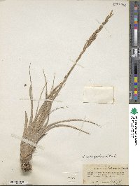 Tillandsia variabilis image