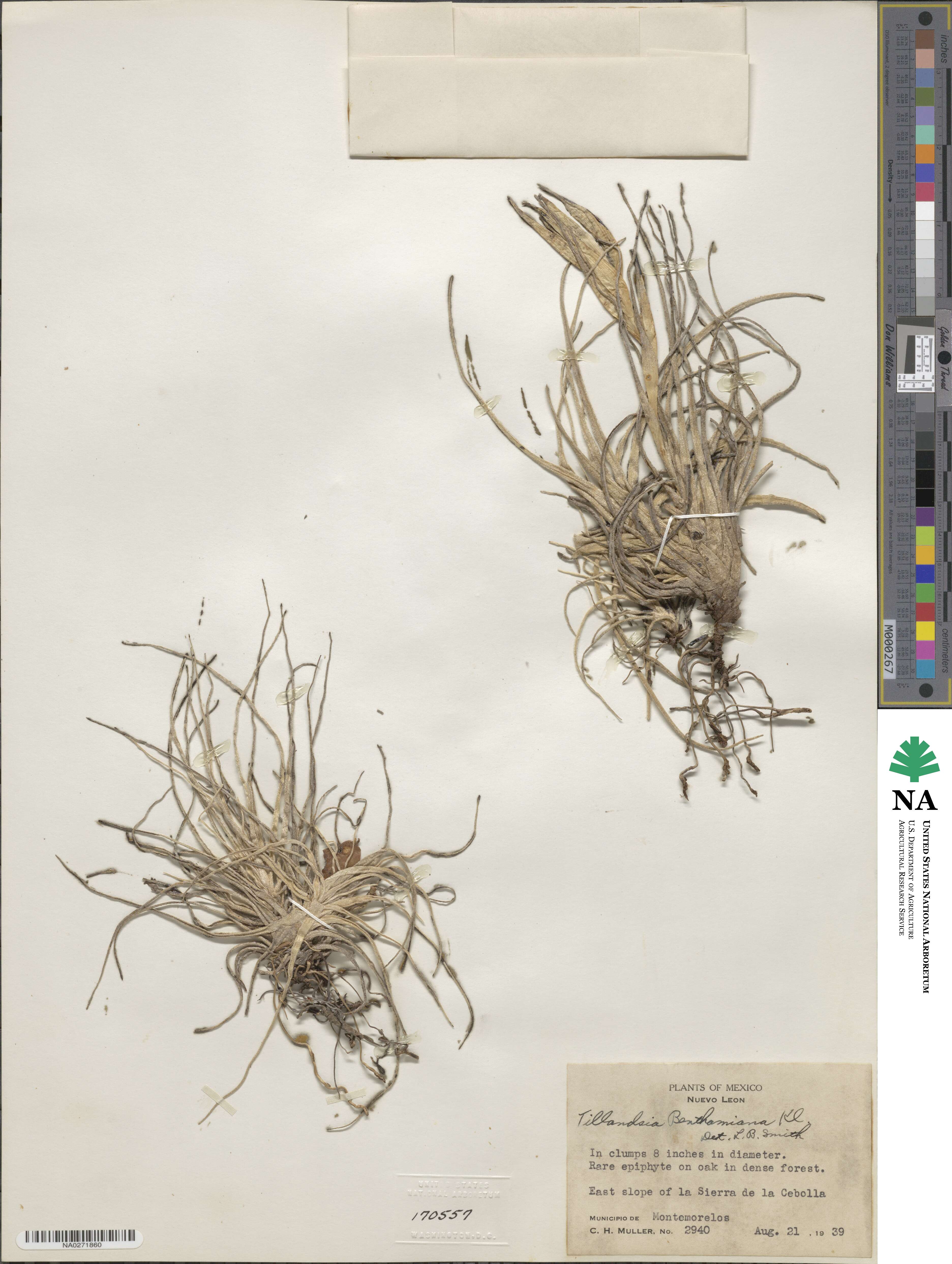 Tillandsia erubescens image