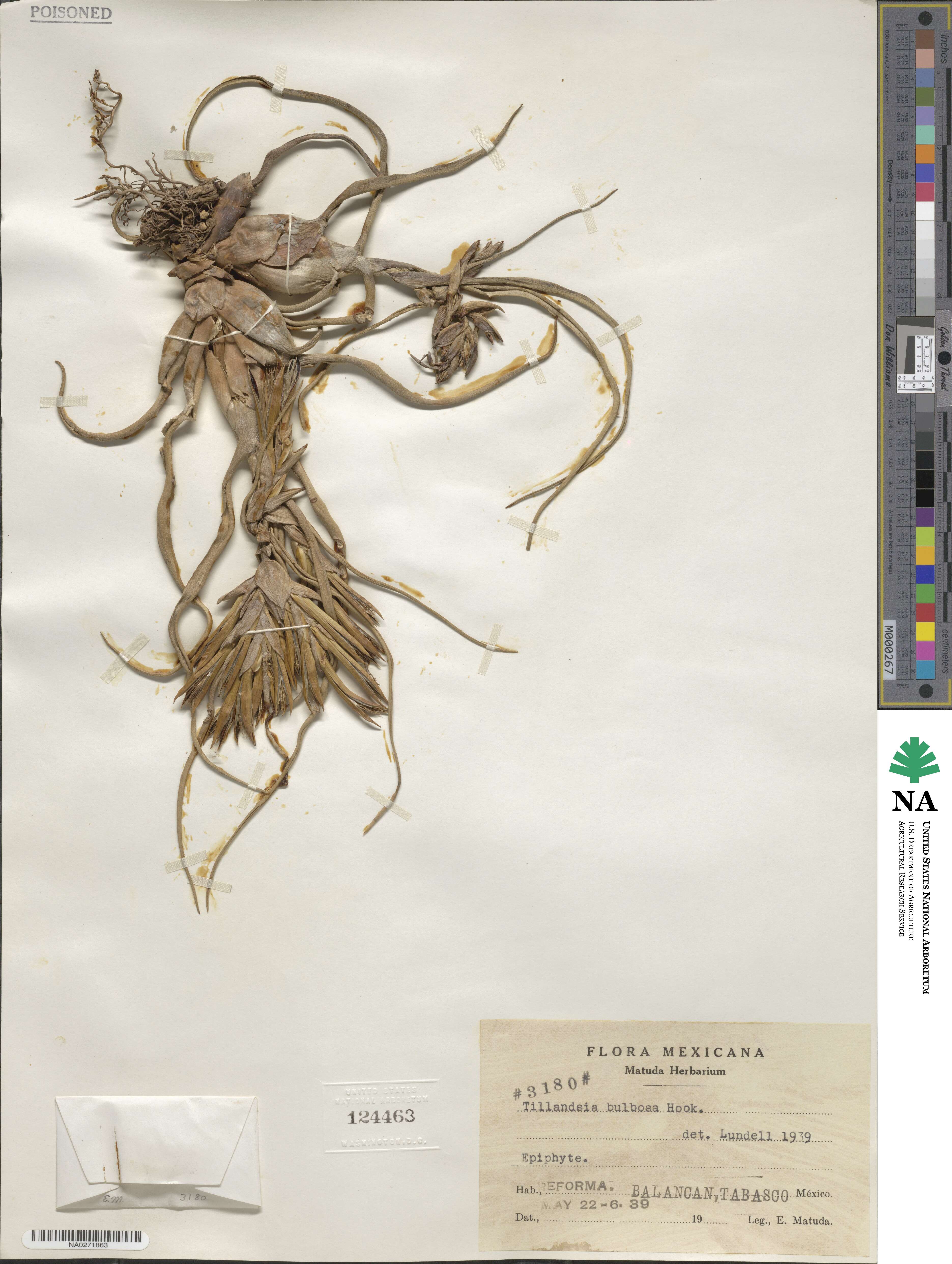 Tillandsia bulbosa image