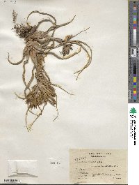 Tillandsia bulbosa image