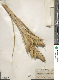 Tillandsia fasciculata image