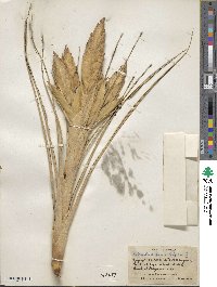 Tillandsia fasciculata image