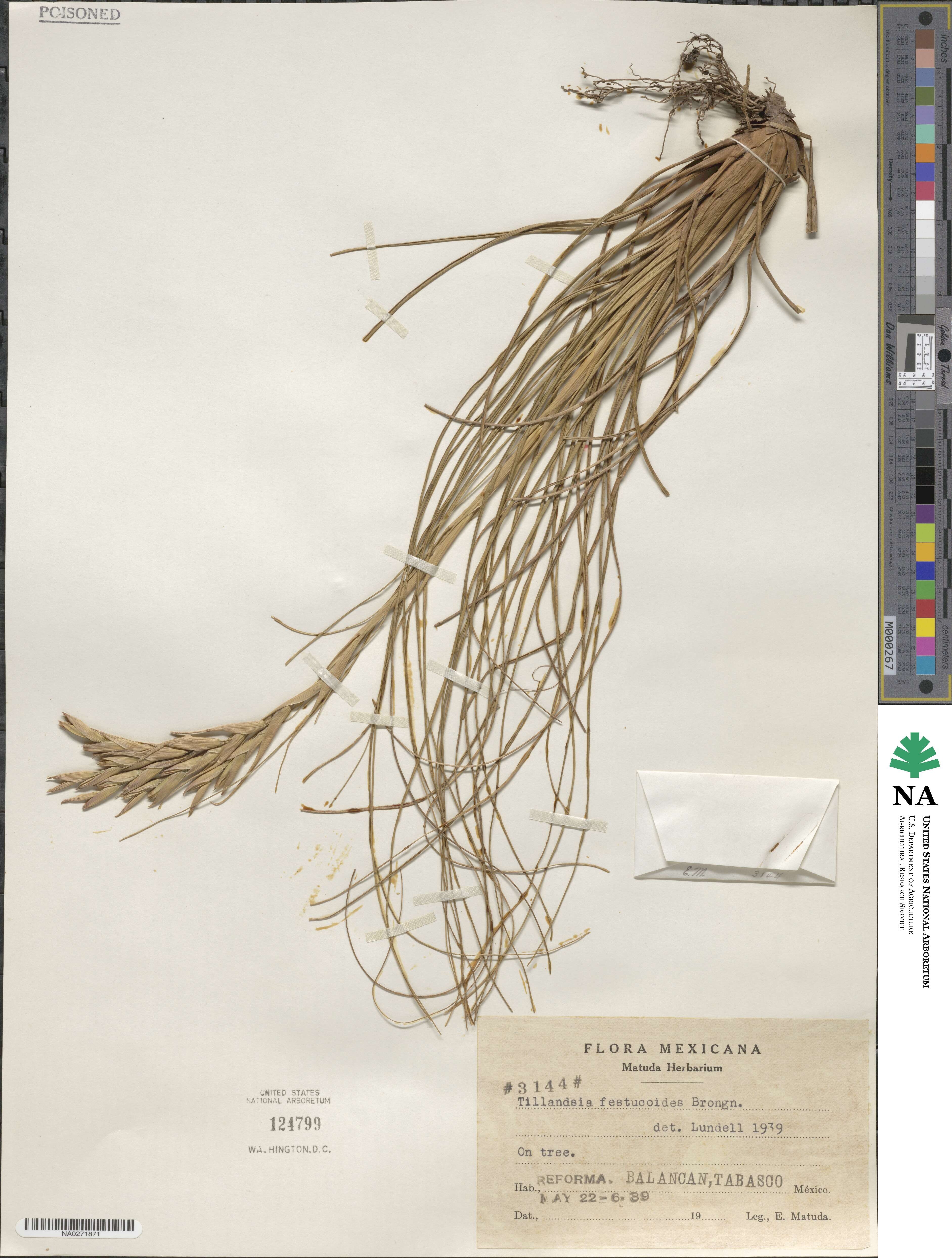 Tillandsia festucoides image