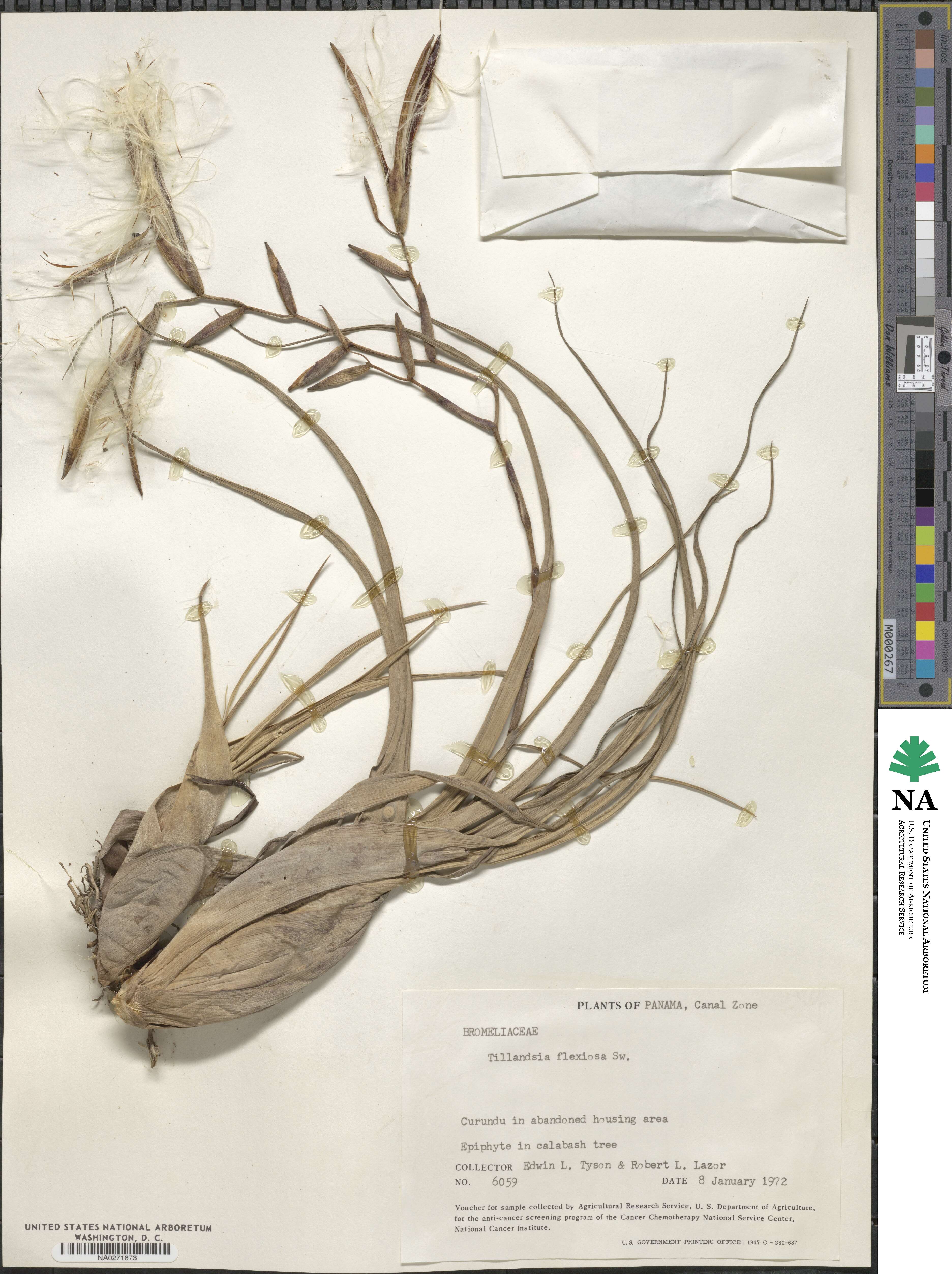 Tillandsia flexuosa image
