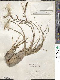 Tillandsia flexuosa image