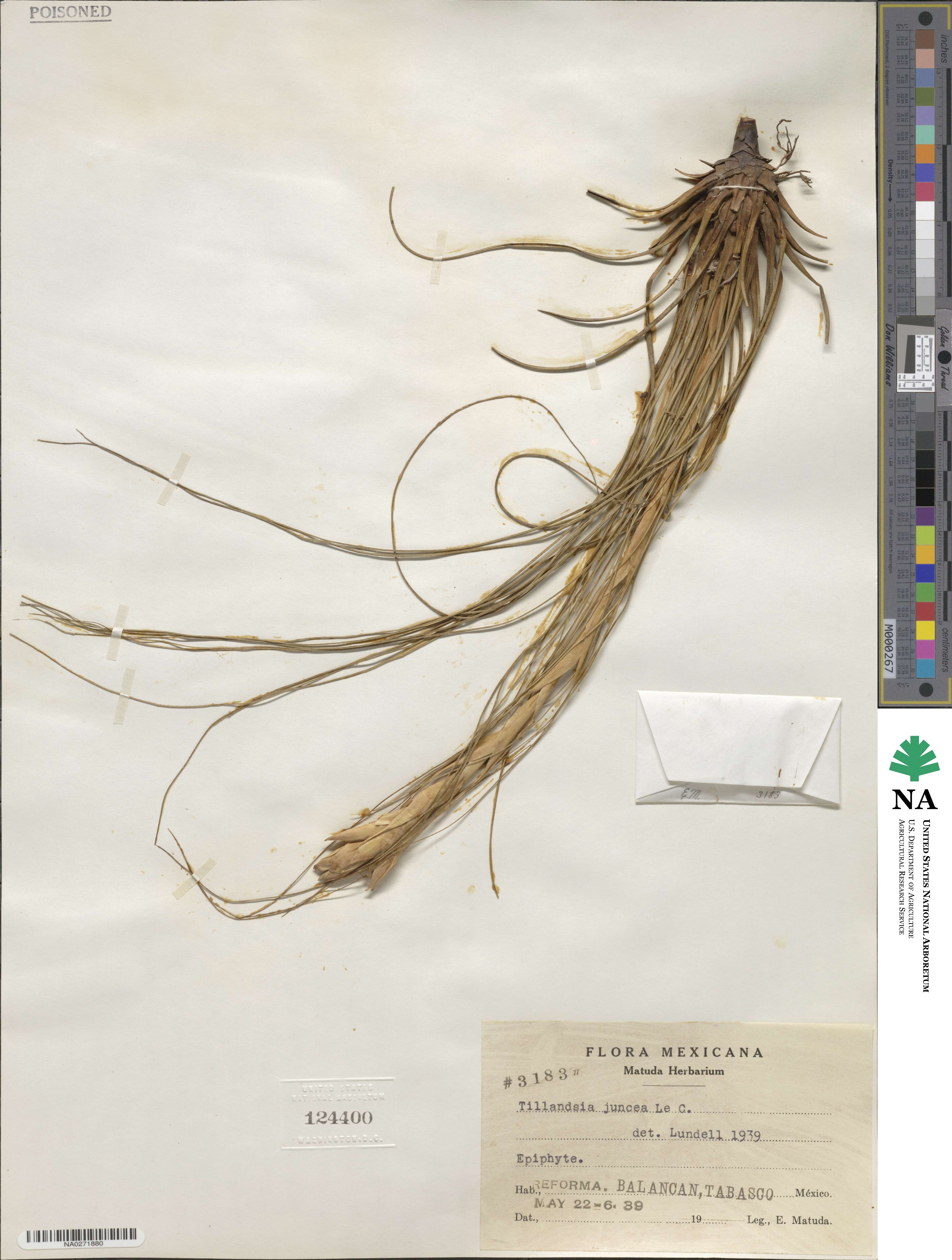 Tillandsia juncea image