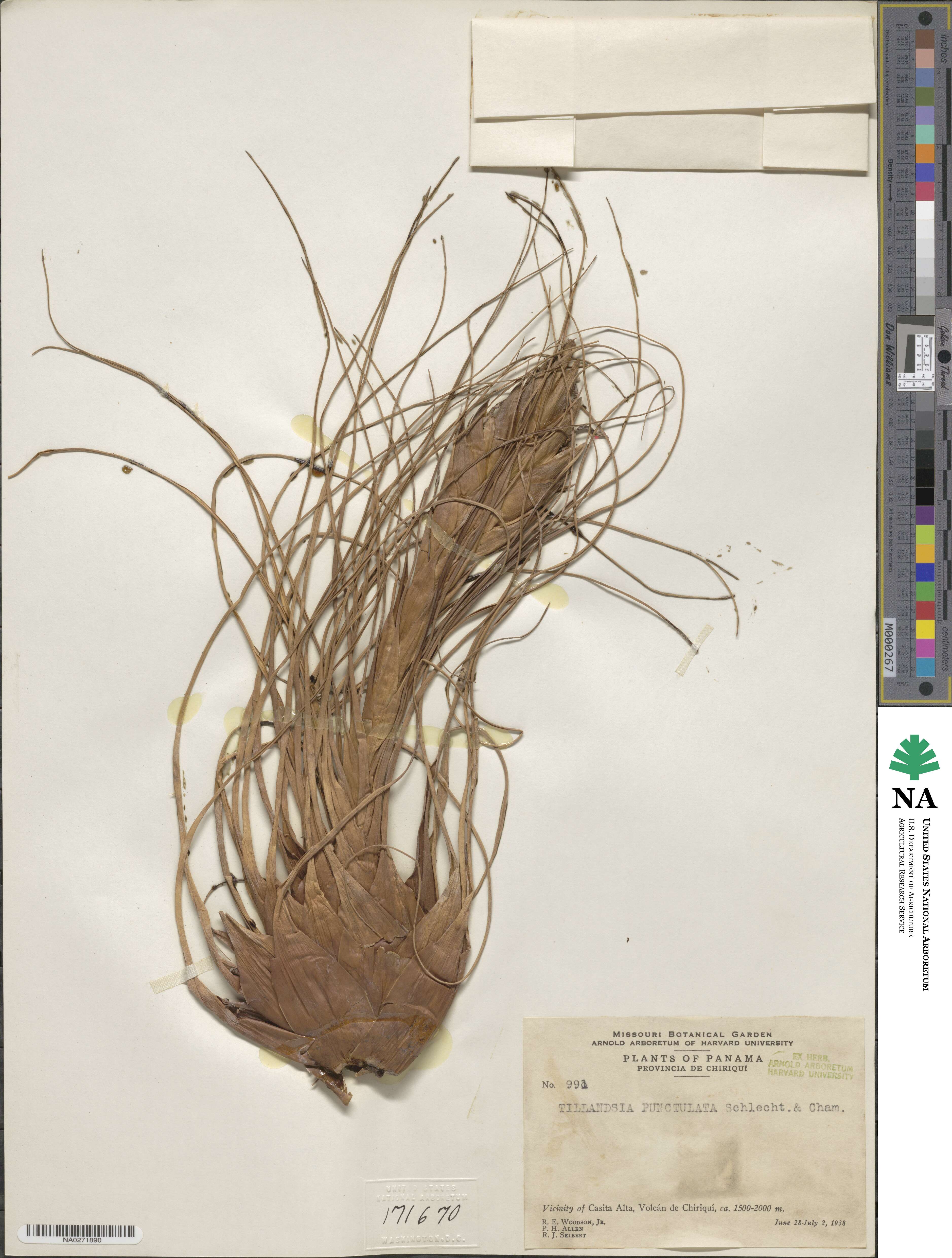 Tillandsia punctulata image