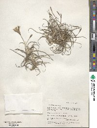 Tillandsia recurvata image