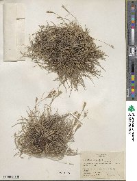 Tillandsia recurvata image