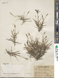 Tillandsia recurvata image