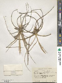 Tillandsia schiedeana image